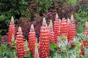 Lupinus polyphyllus Westcountry™ Tequila Flame