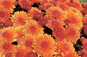 Chrysanthemum Spicy Cheryl Orange