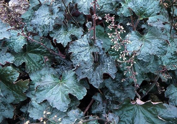 Heuchera 'Palace Purple'