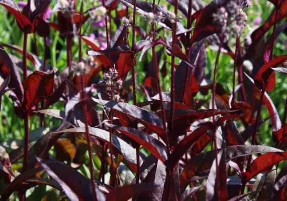 Penstemon 'Husker Red'