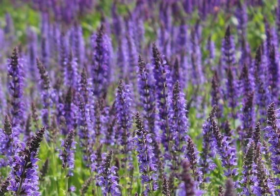 Salvia 'May Night'