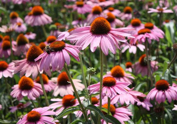 Echinacea 'Magnus'