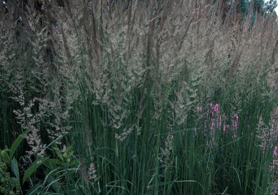 Calamagrostis 'Karl Foerster'