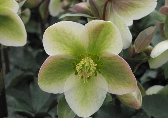 Hellebore