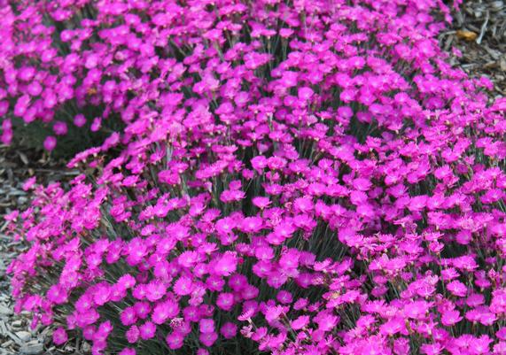 Dianthus 'Firewitch'
