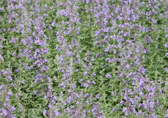 Nepeta 'Walker's Low'