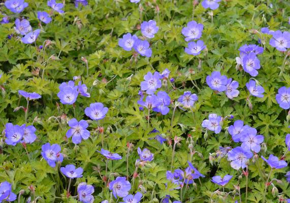 2008 PPOY- Geranium 'Rozanne'