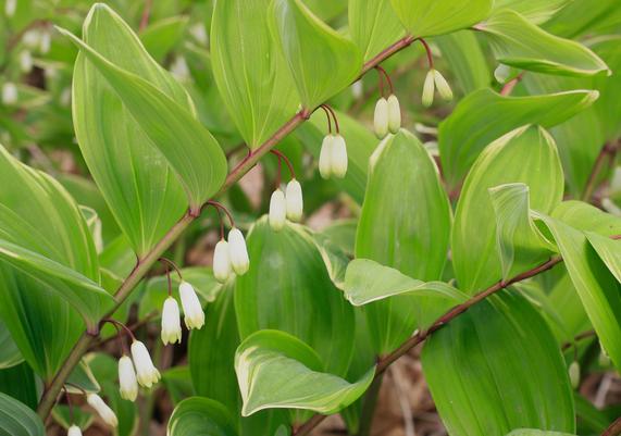 2013 PPOY- Polygonatum odoratum 'Variegatum'