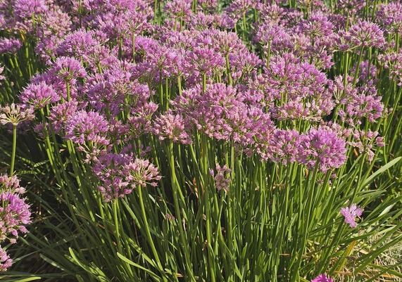 2018 PPOY- Allium 'Millenium'