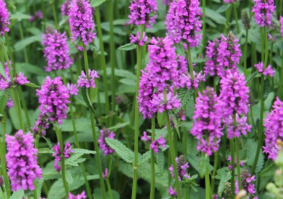 2019 PPOY- Stachys monieri 'Hummelo'