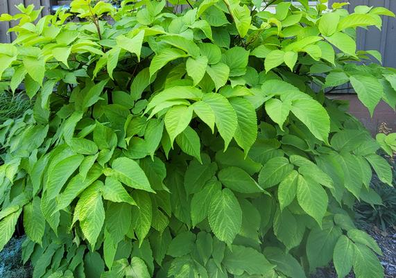 2020 PPOY- Aralia cordata 'Sun King'