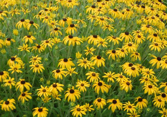 2023 PPOY- Rudbeckia 'American Gold Rush'
