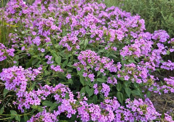 2024 PPOY- Phlox paniculata 'Jeana'