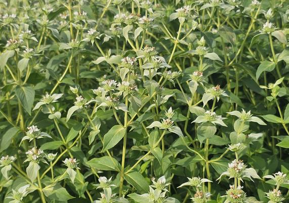 2025 PPOY- Pycnanthemum muticum