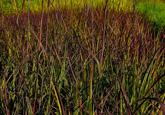 2026 PPOY- Andropogon gerardii 'Blackhawks'