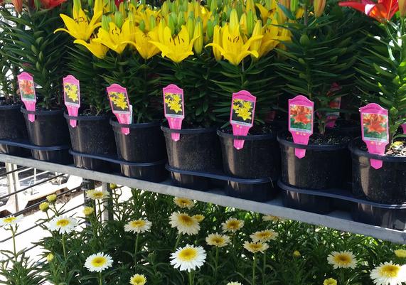 -perennial quality- plants