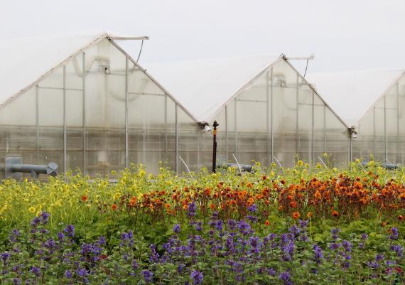 Gutter Connect Greenhouses