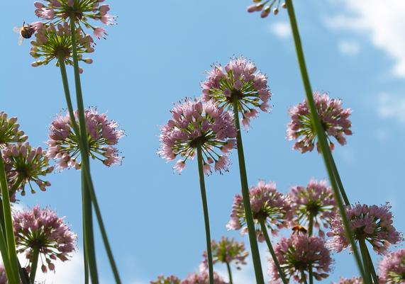 Allium
