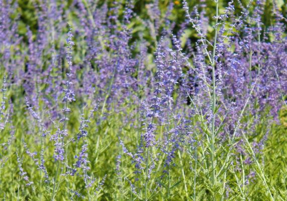 Russian Sage