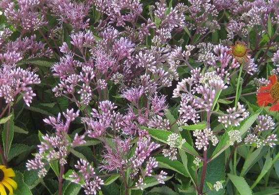 Joe-Pye Weed