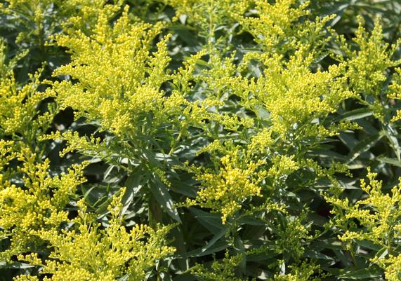 Solidago