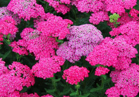 Yarrow
