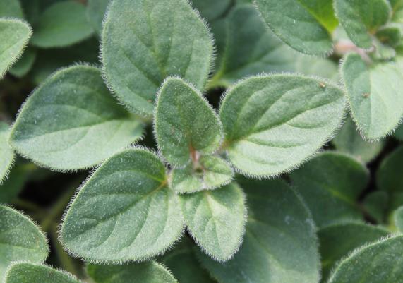 Oregano