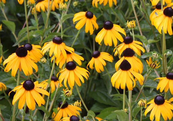 Black-Eyed-Susan