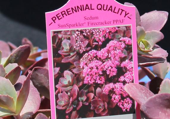 -Perennial Quality-