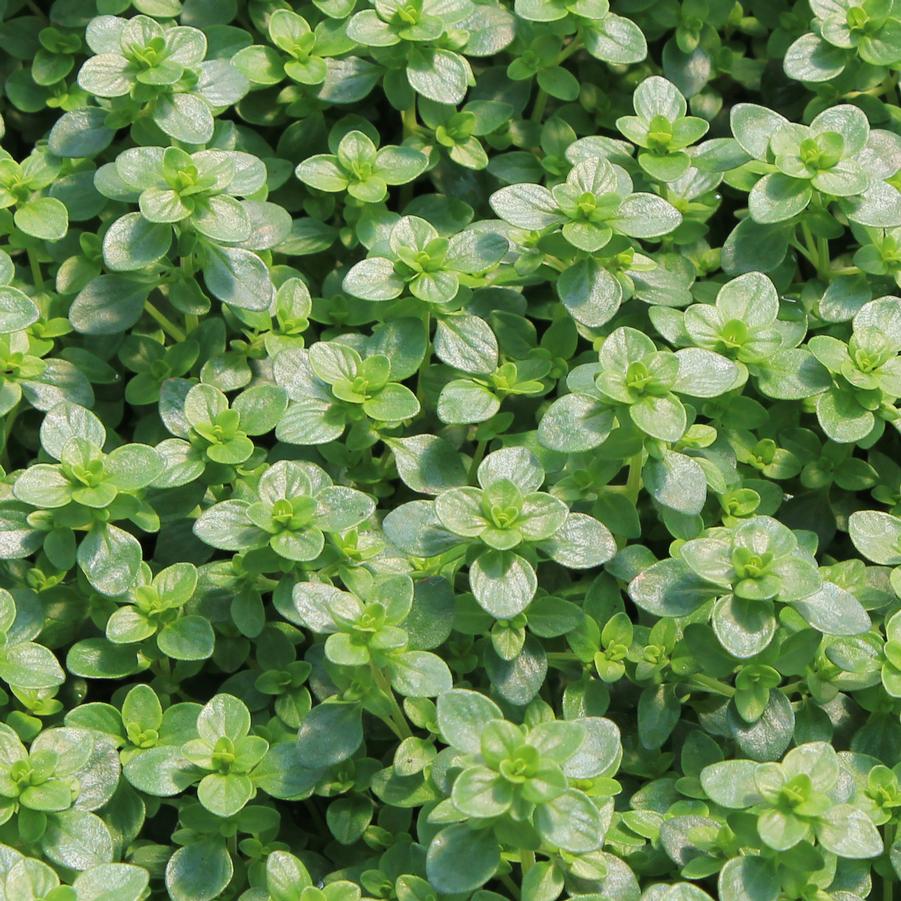 Thymus citriodorus - Thyme, Lemon from Hoffie Nursery