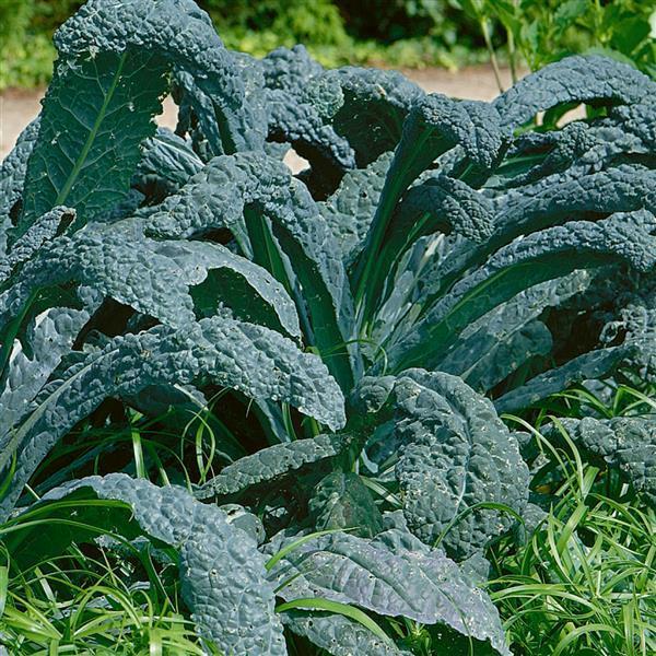 Kale 'Dinosaur' - from Hoffie Nursery