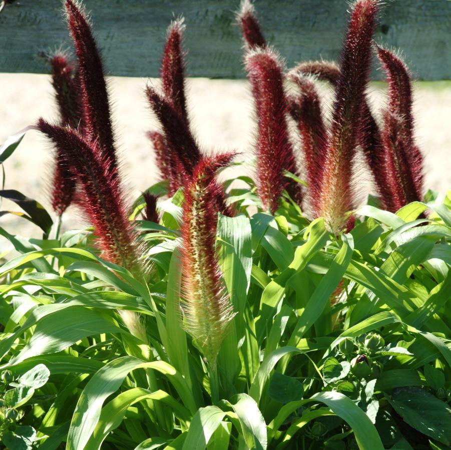 Pennisetum 'Jade Princess' - Pennisetum glaucum from Hoffie Nursery
