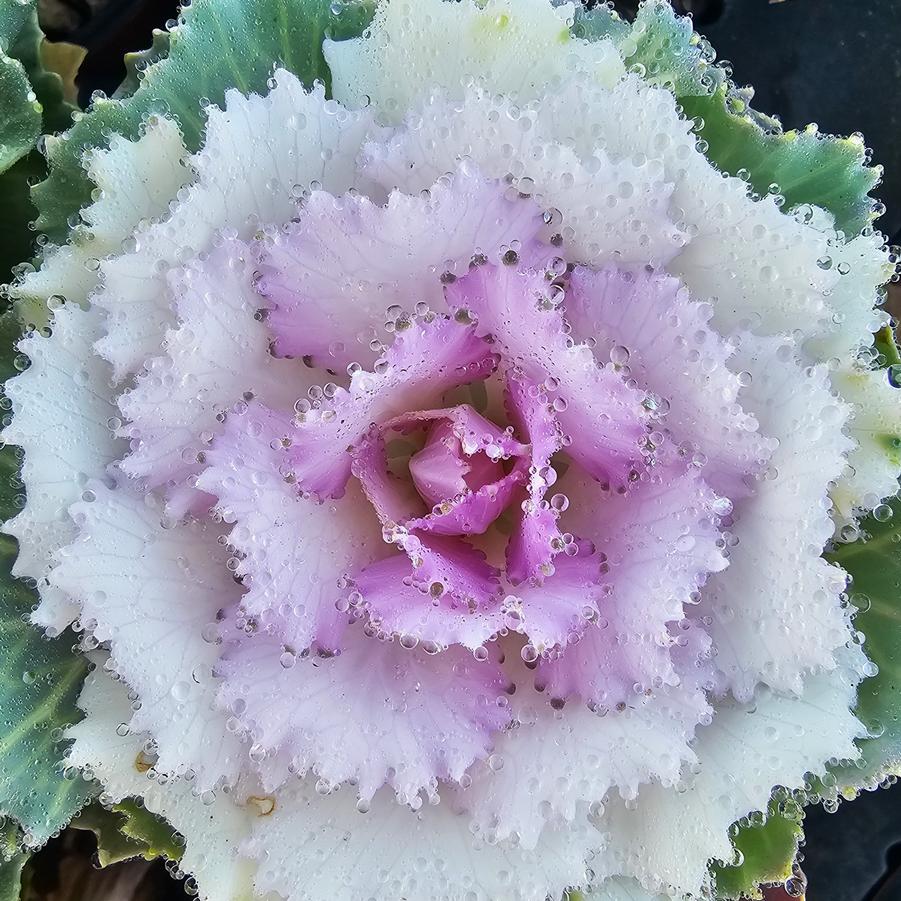 Kale Piegeon 'Victoria' - Brassica oleracea from Hoffie Nursery