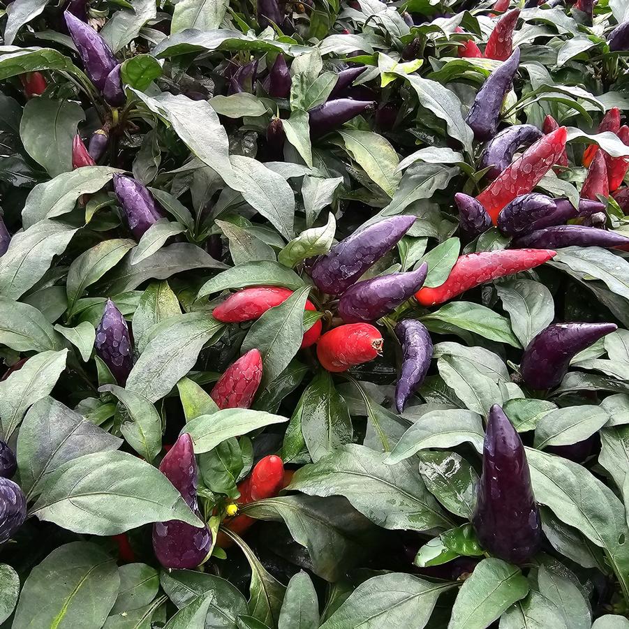 Ornamental Pepper 'Wicked' - from Hoffie Nursery