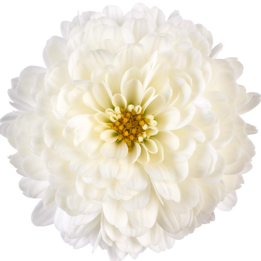 Chrysanthemum Gigi Snow White - Fall Garden Mum from Hoffie Nursery