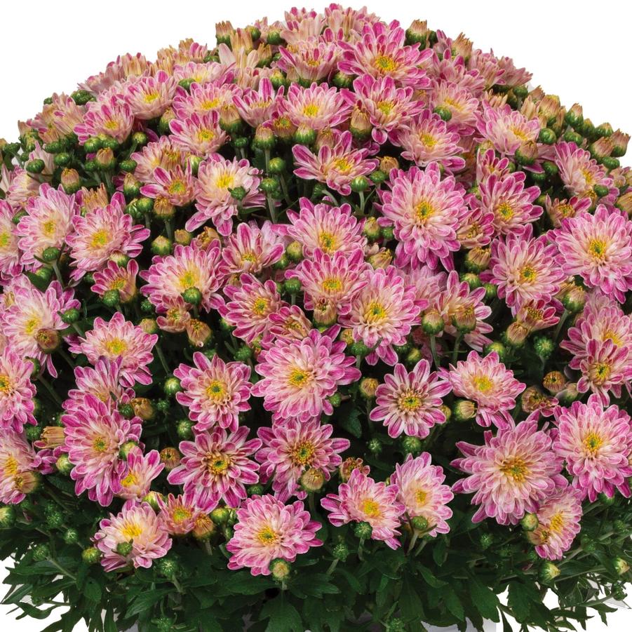 Chrysanthemum Peppermint Passion Pink - Fall Garden Mum from Hoffie Nursery