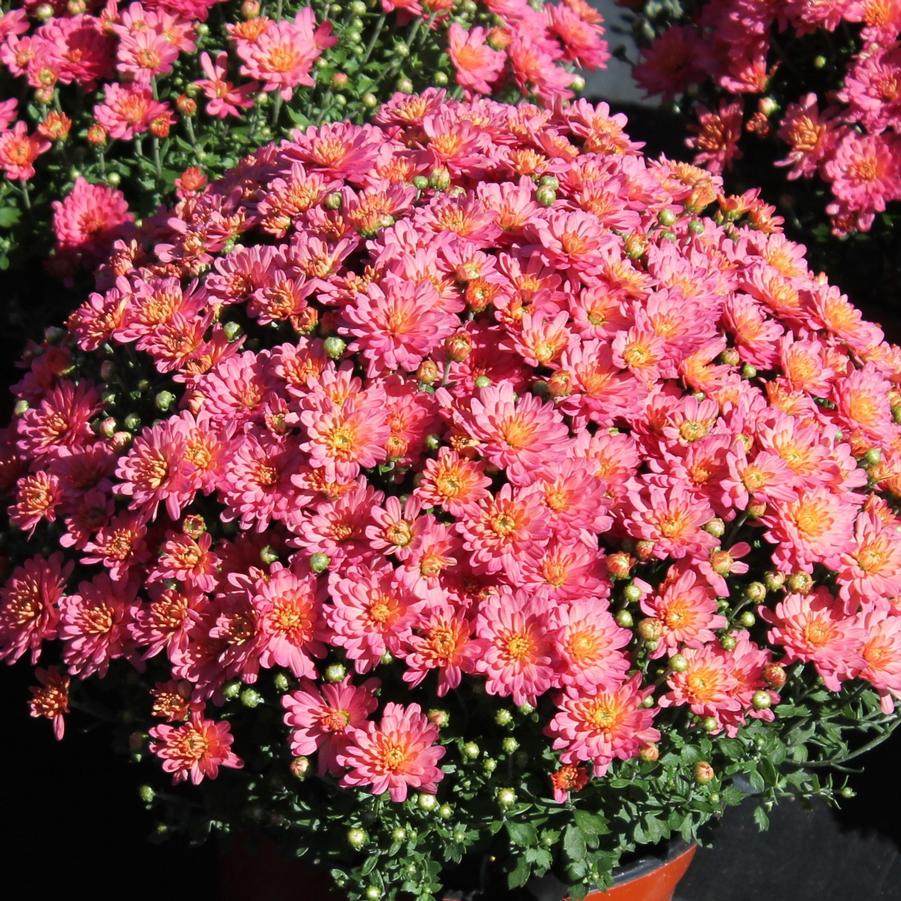 Chrysanthemum Jacqueline Peach Fusion - Fall Garden Mum from Hoffie Nursery