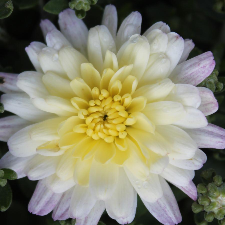 Chrysanthemum Jacqueline Pearl - Fall Garden Mum from Hoffie Nursery