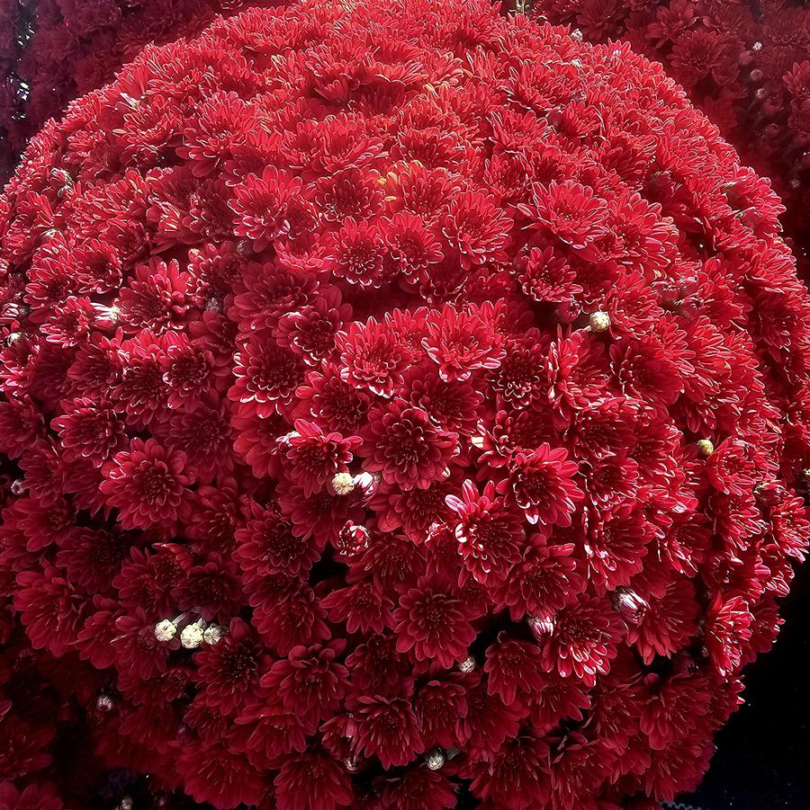 Chrysanthemum Volley Red - Fall Garden Mum from Hoffie Nursery