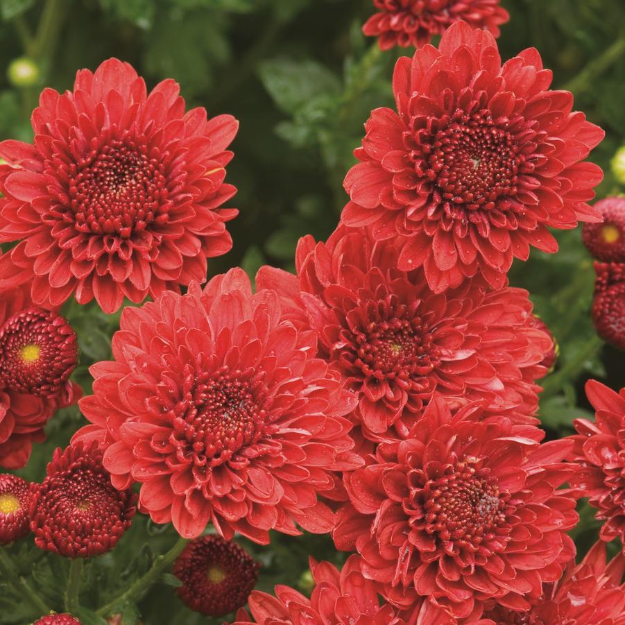 Chrysanthemum Cheryl Jolly Red 'Sparkling Jolly Red' - Fall Garden Mum from Hoffie Nursery