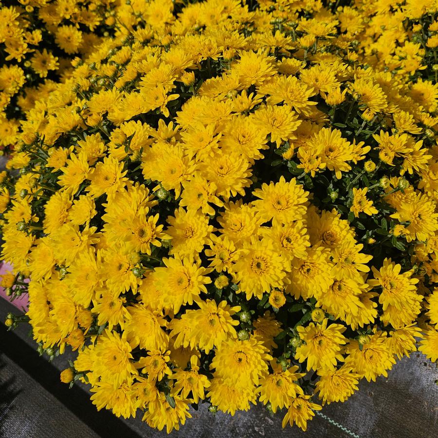 Chrysanthemum Beverly Gold - Fall Garden Mum from Hoffie Nursery