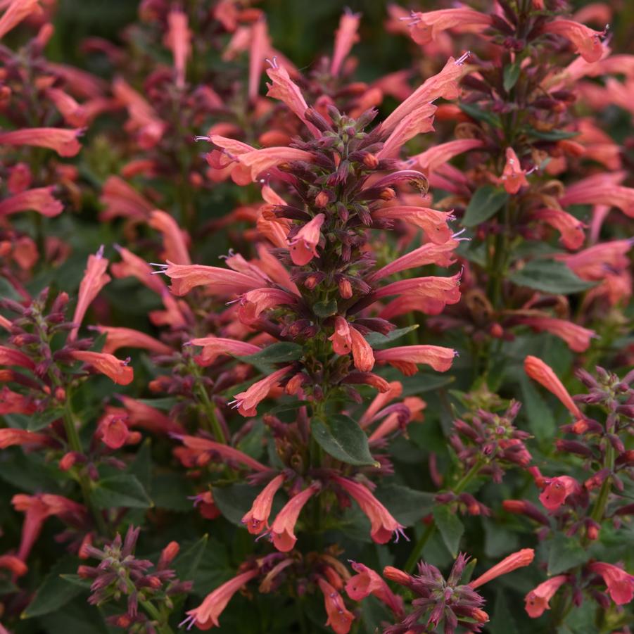 Agastache mexicana Summerlong™ 'Coral' - Mexican Giant Hyssop from Hoffie Nursery