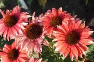 Echinacea Playful Meadow Mama™ - Two-Toned Coneflower from Hoffie Nursery