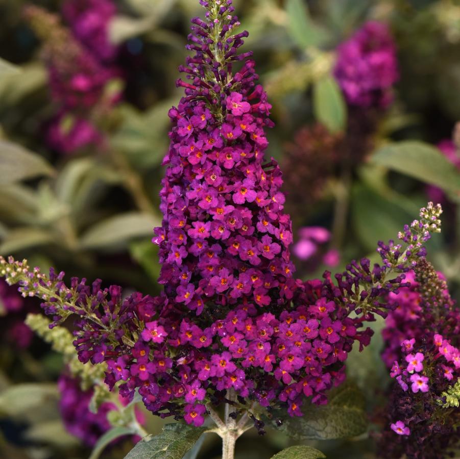 Buddleia davidii Chrysalis™ 'Cranberry' - Butterfly Bush from Hoffie Nursery