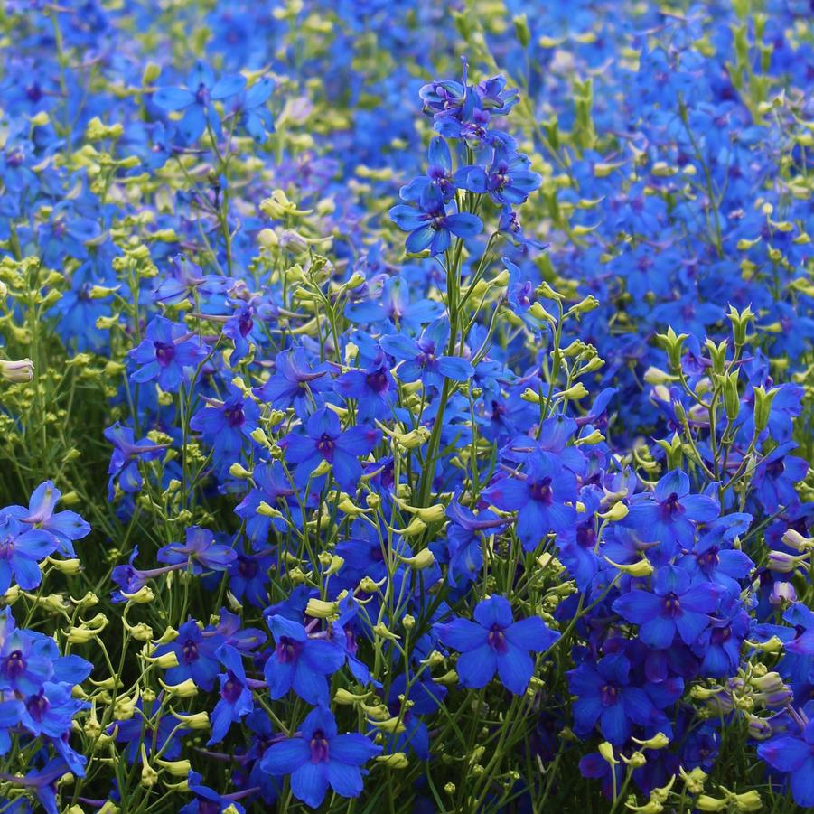 Delphinium grandiflorum 'Blue Mirror' - Dwarf Larkspur from Hoffie Nursery