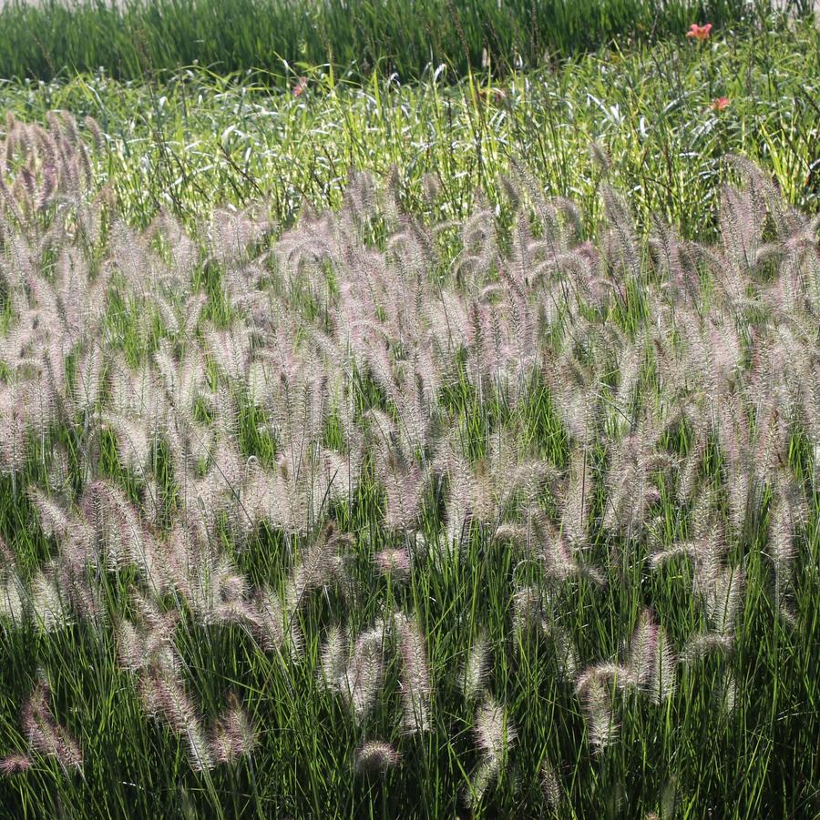 Pennisetum alopecuroides 'Hameln' - Dwarf Fountain Grass from Hoffie Nursery