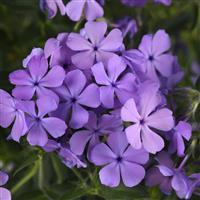 Phlox paniculata Candy Cloud™ 'Blue' - Creeping Phlox from Hoffie Nursery