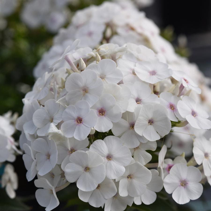 Phlox paniculata Super Ka-Pow™ 'White' - Garden Phlox from Hoffie Nursery