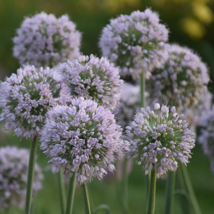 Allium 'Bobblehead' - Ornamental Onion from Hoffie Nursery