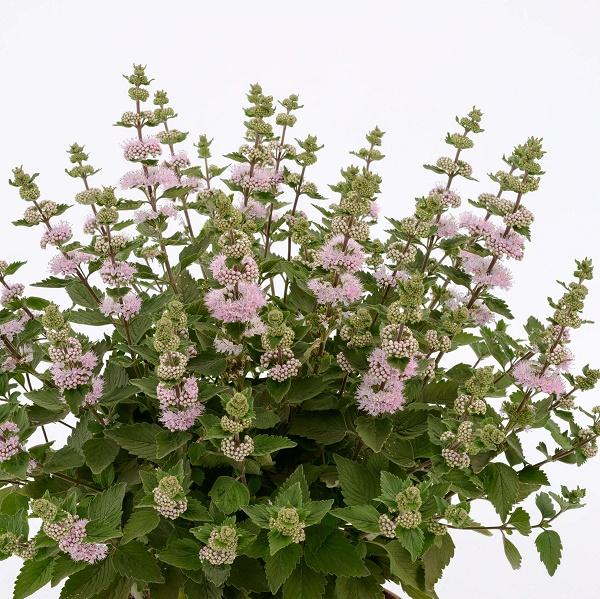 Caryopteris incana 'Pavilion Pink' - Pink Caryopteris from Hoffie Nursery
